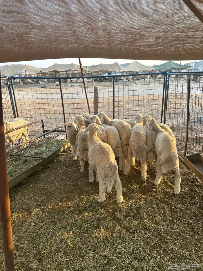 طليان ورخال 1