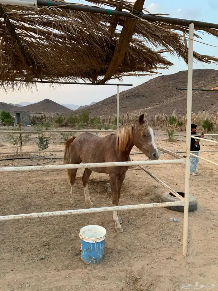 مهره شعبيه 2