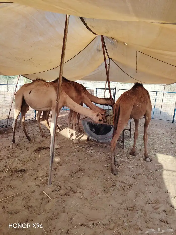 قعدان صومالي البيع جمله وتفريد 3