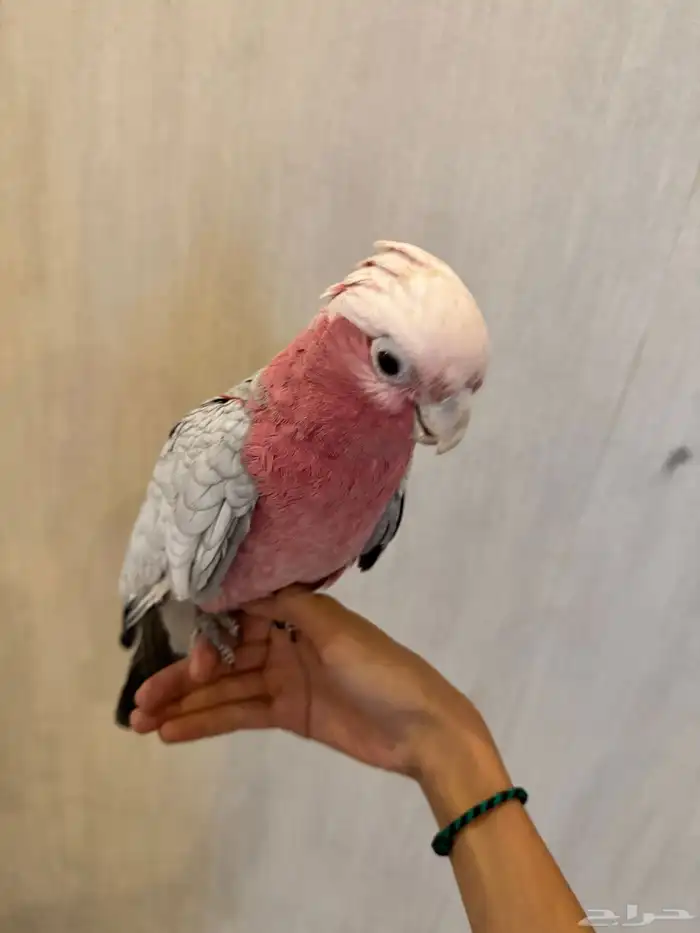 ببغاء جميل للبيع 2