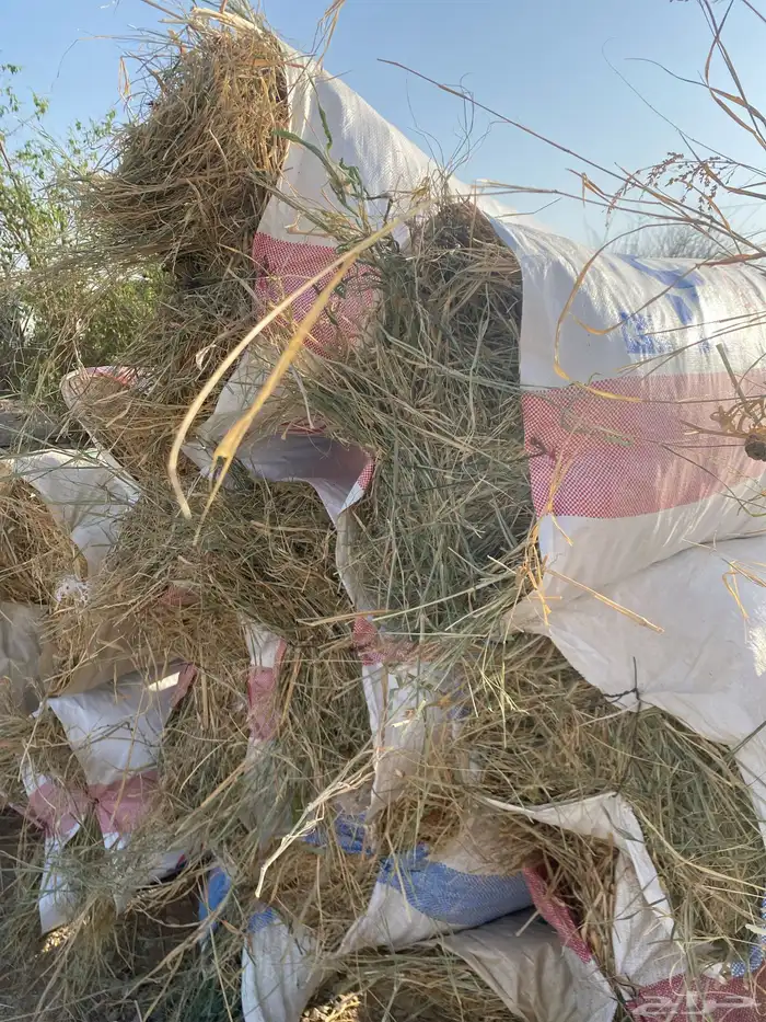 نجم رعي بنبنك غنم 1