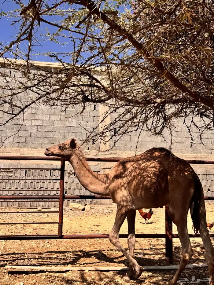 قعود للبيع بصحة جيدة 4