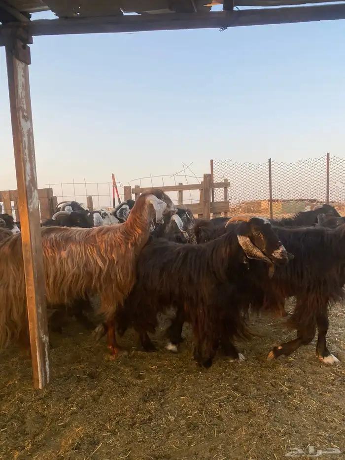 للبيع معزا عوارض مضاريع ودفيع بالفحل 3