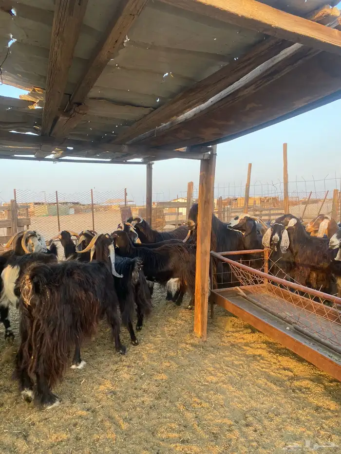 للبيع معزا عوارض مضاريع ودفيع بالفحل 22