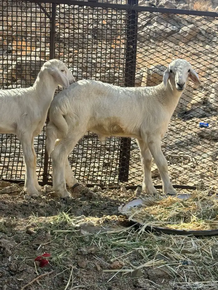 بهم صغار نضيف تربيه 0