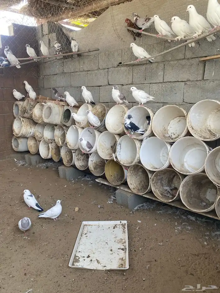 حمام بلدي 3
