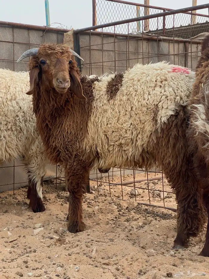 متوفر ذبايح نعيم ( تابي تمارا ) 4