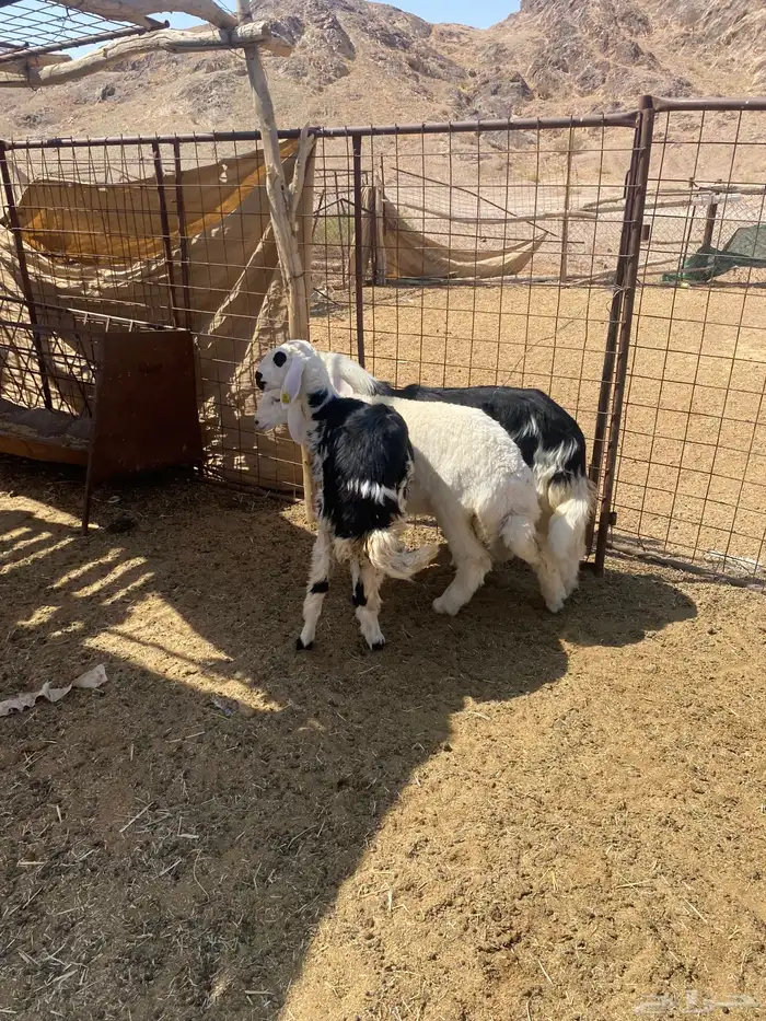 الطليان 3