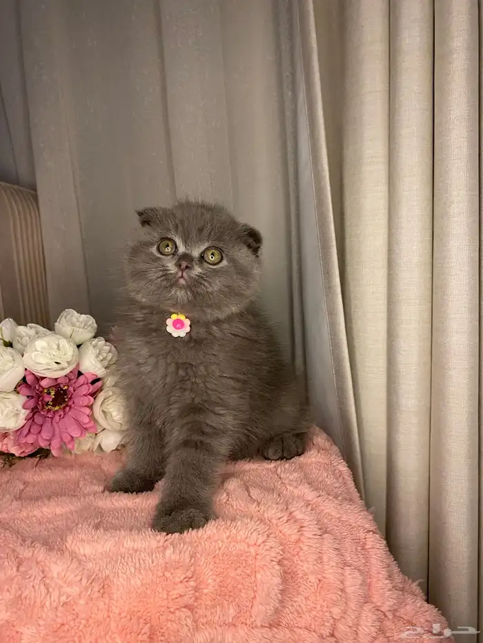 قطط سكوتش تربل فولد للبيع 4