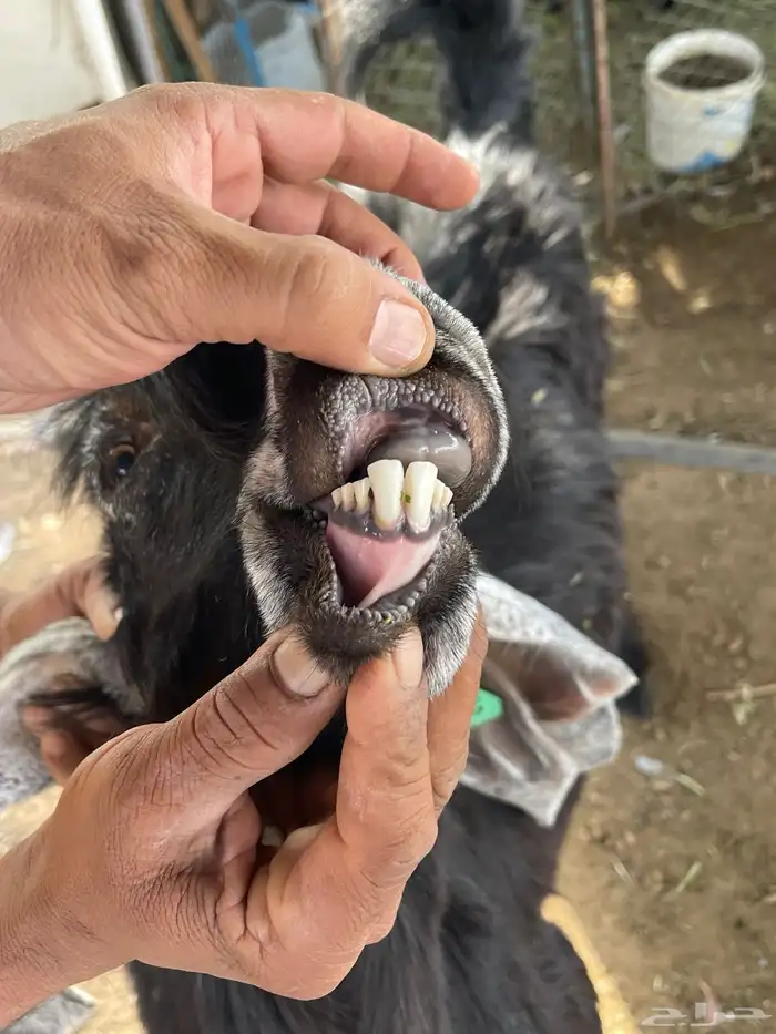 عنز معاها عدد 2تيوس 1