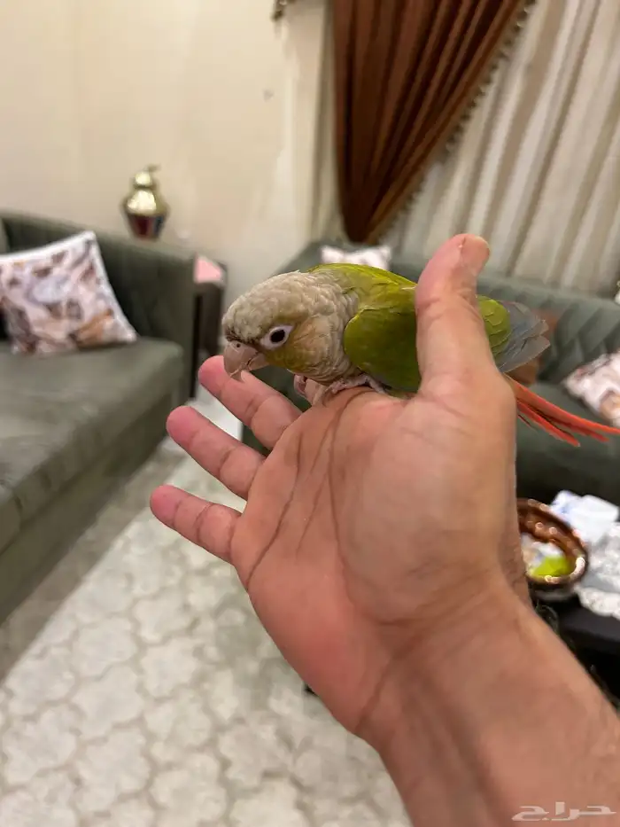 كنيور آناناسه نعناع 1