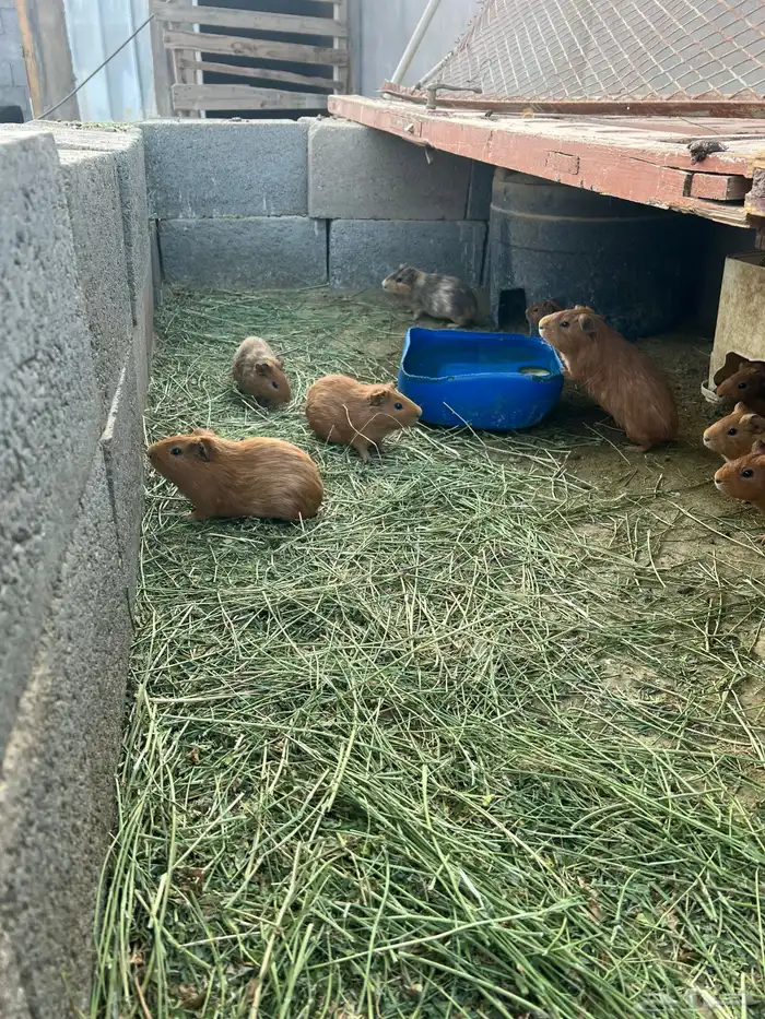 وبرأن للبيع 4