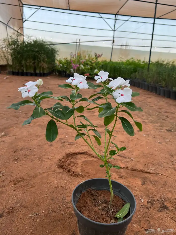 نباتات واشجار زينه 11