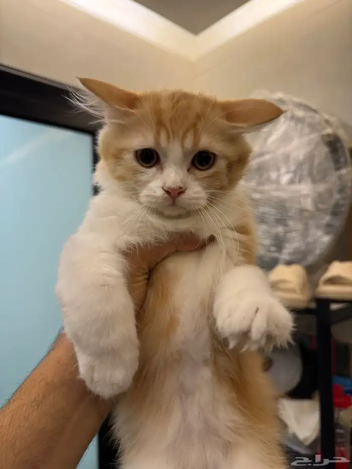 قطط شيرازي مع هملايا 1