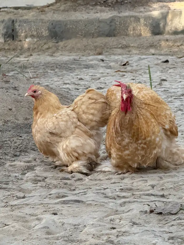 جوز كوشن فيومي اصفر 1