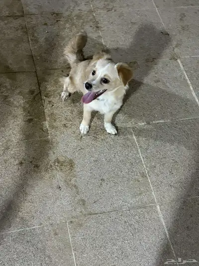 كلب الكوكوني للبيع index