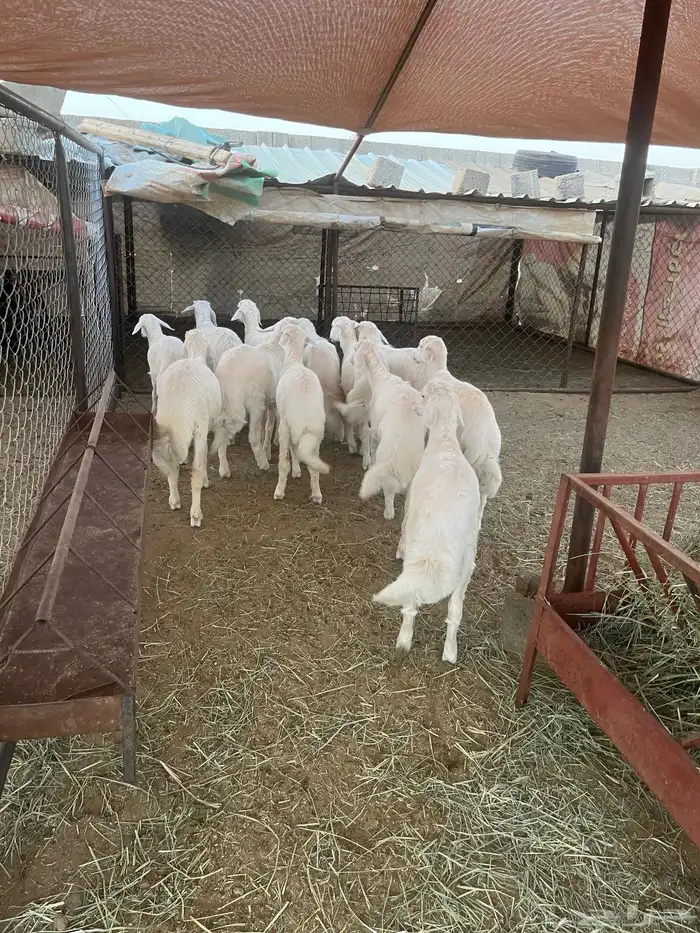 أبو ذيب للذبائح ( يتوفر خدمه تمارا) يتوفر ذبح وتوصيل مجاني 1