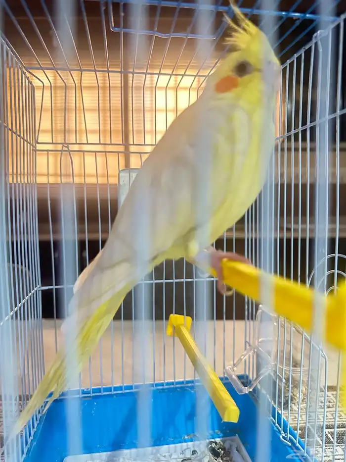 عصفور كروان مافيها اي عيب 0