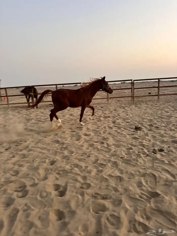 مهر للبيع 2