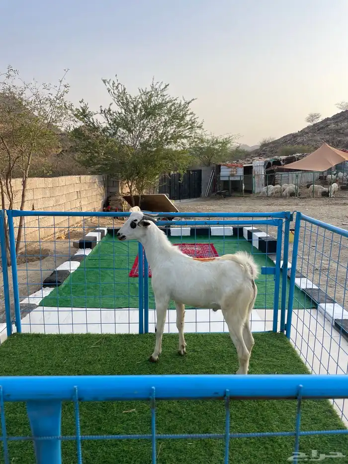 للبيع تيس بيشي 2