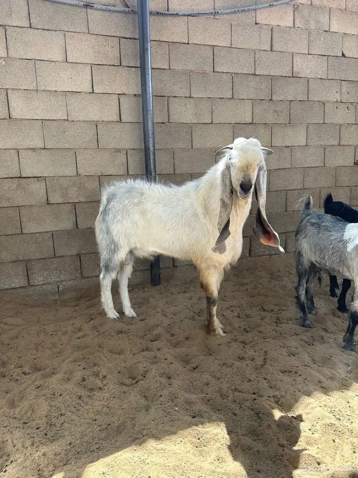 تيس طيب شرط القريع والصحه 1