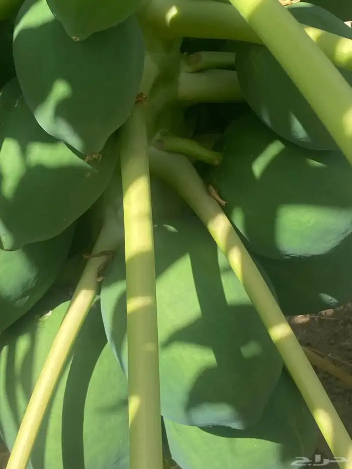 شتلات باباي ردريدي 3