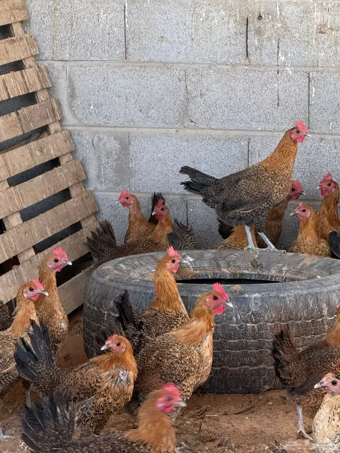 دجاج فيومي ذهبي وشبابي 1