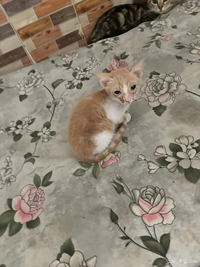 قطط للتبني 2