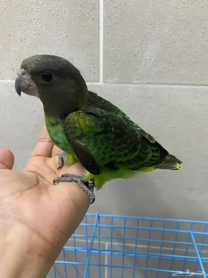 لعشاق النوادر فروخ ببغاء ماير 4