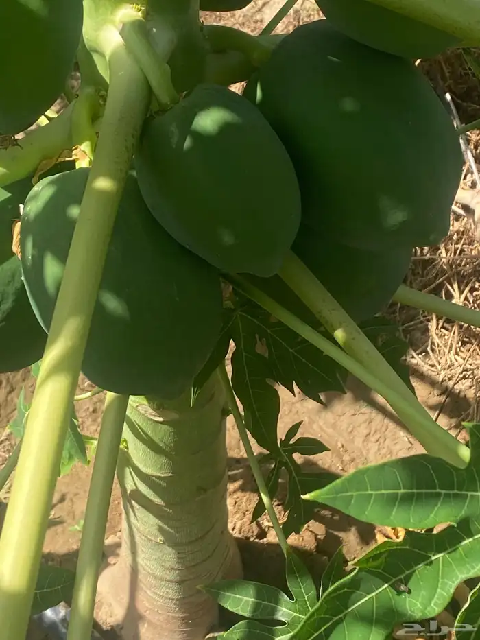 شتلات باباي ردريدي 2