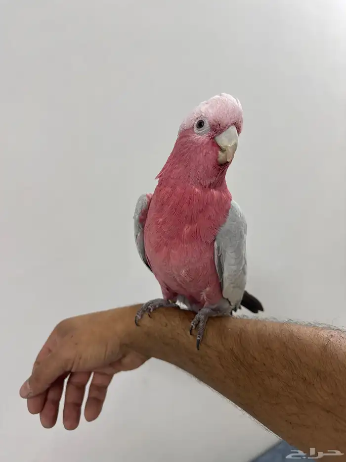 كوكاتو قالا 0