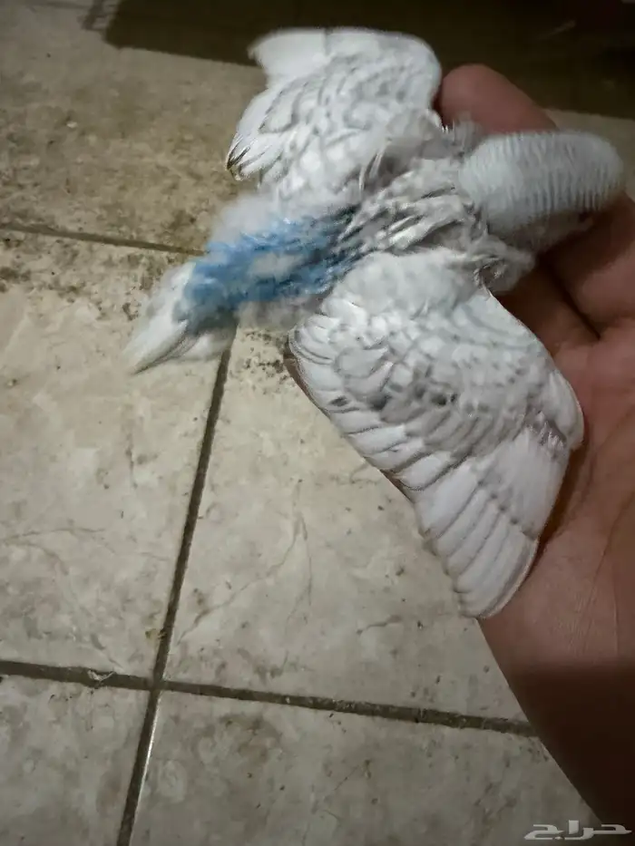 فروخ بادجي غر للبيع 4