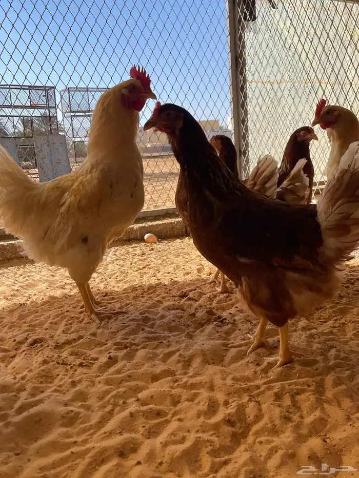 دجاج لوهمان الالماني بيور 1