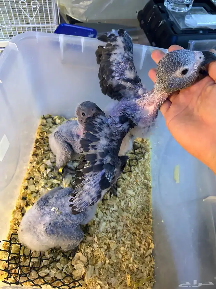 فروخ كاسكو غر تم البيع 1