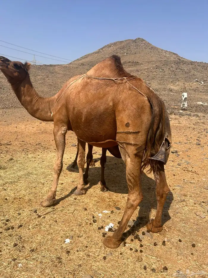 ناقه للبيع 5