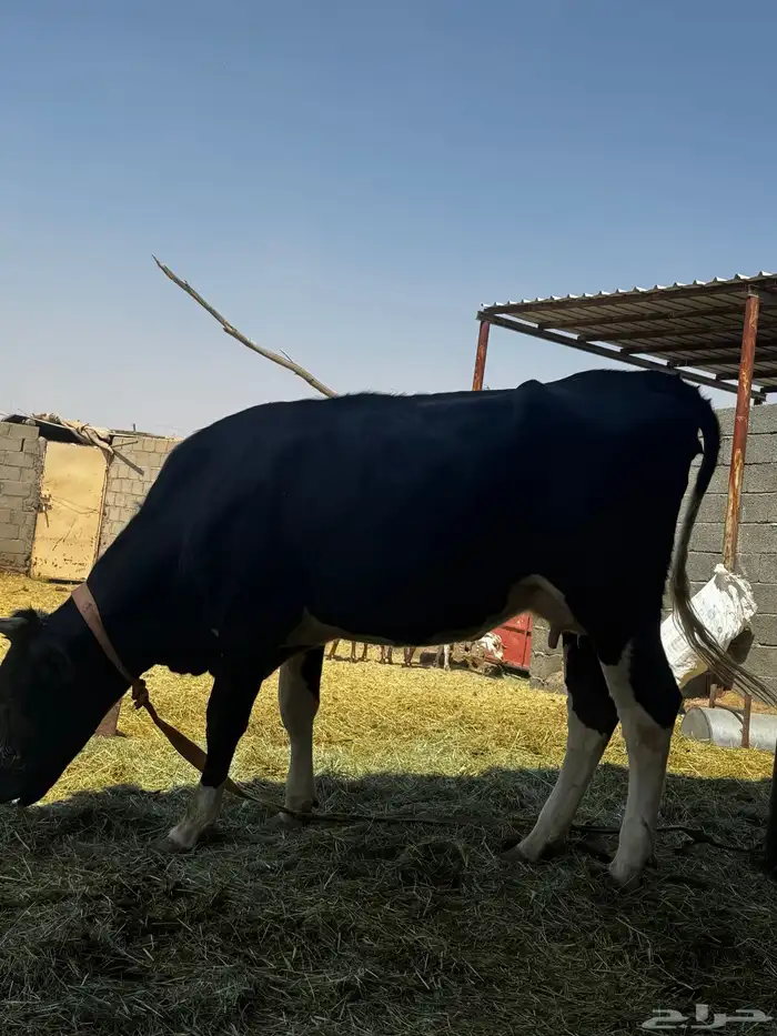 بكر عليه حسيل عمره ثلاث شهور 1