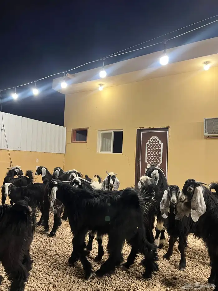 تيوس مخاصي 8