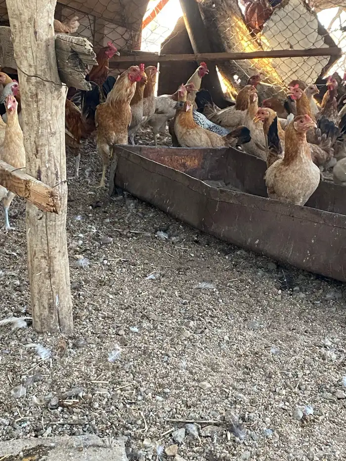 دجاج بلدي 3
