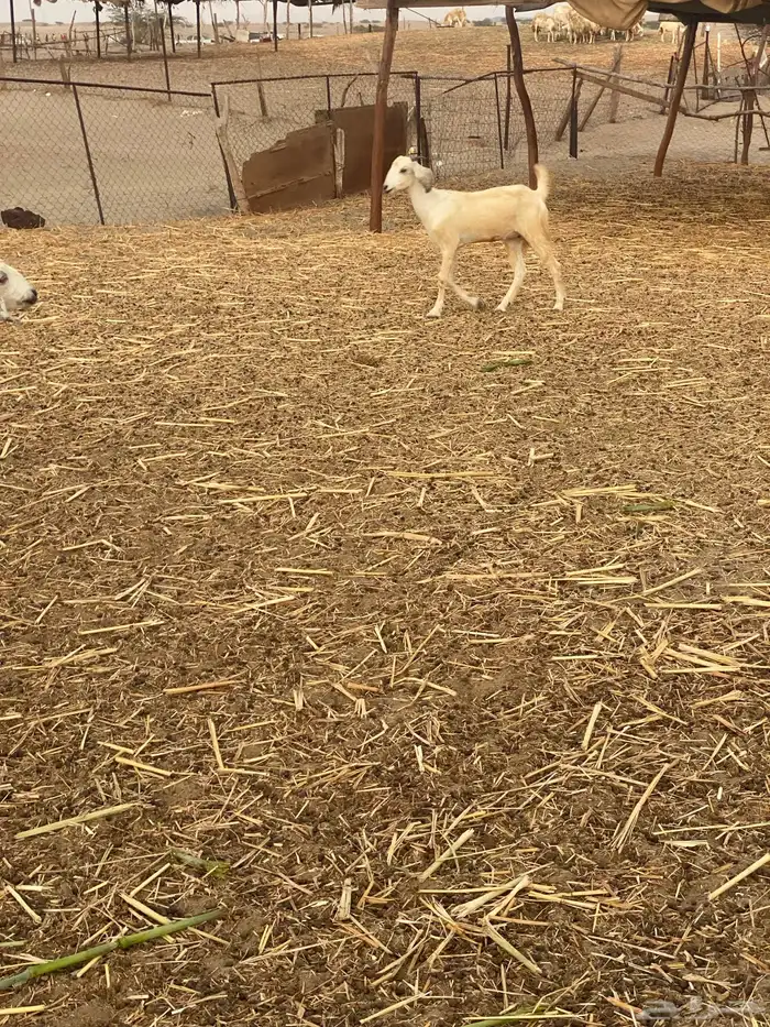 معزا بيشيات 5