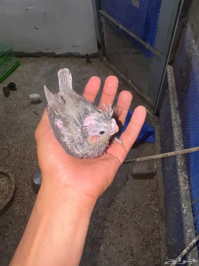 فروخ كروان 0