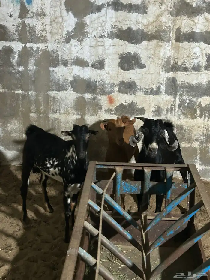 تيوس ذبايح بلددي 4