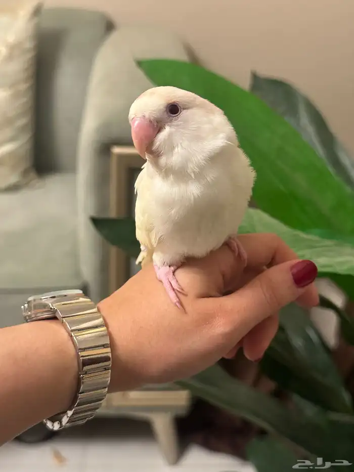 جوز روز 2