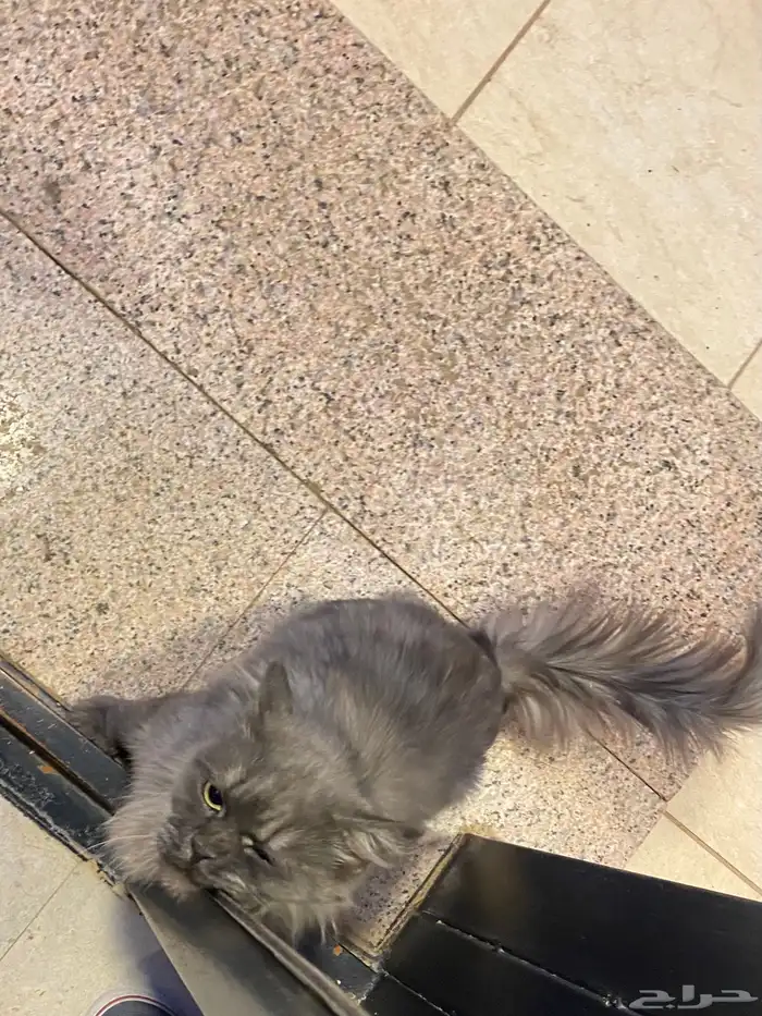 قط شيرازي 2
