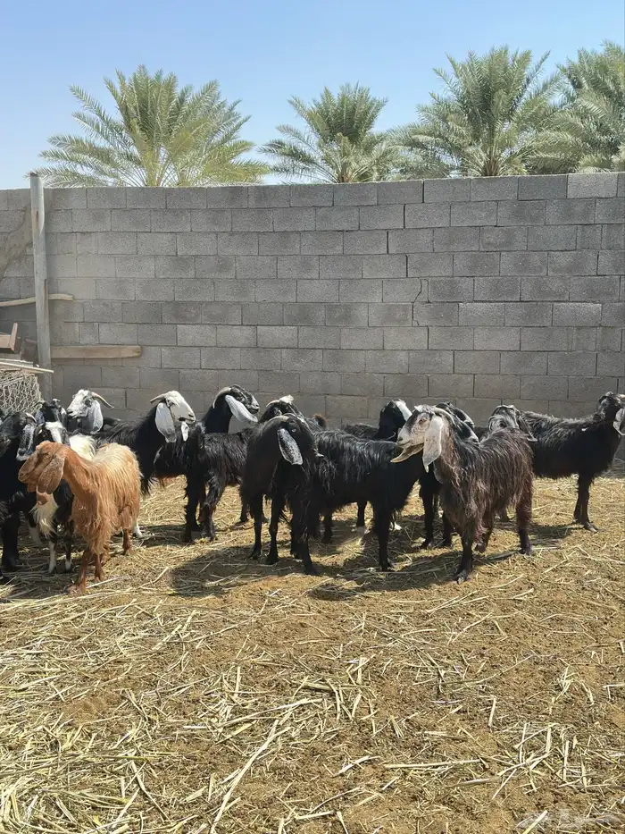 معزا للبيع العدد 45 2