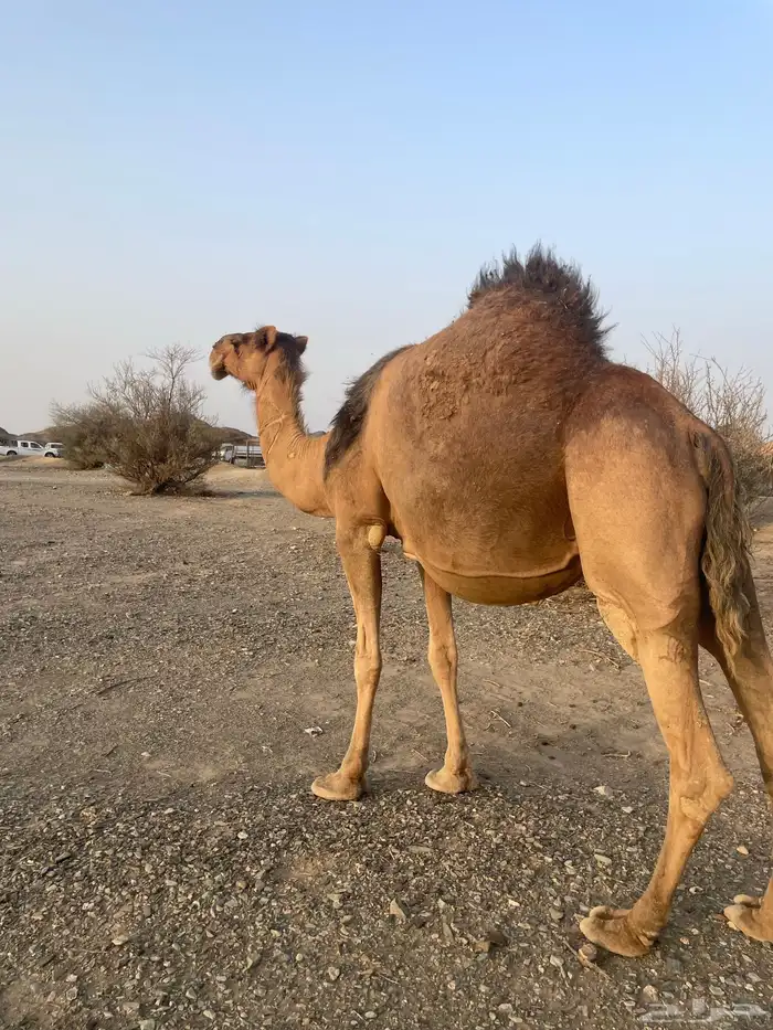 ناقه حمراء ملاقي 1