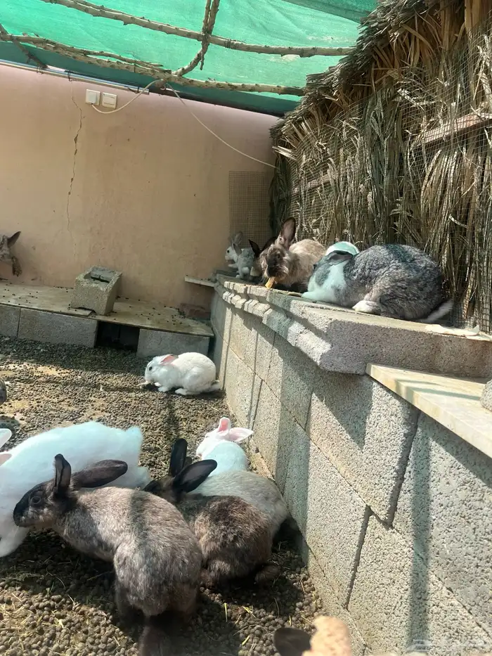 ارانب للبيع 0