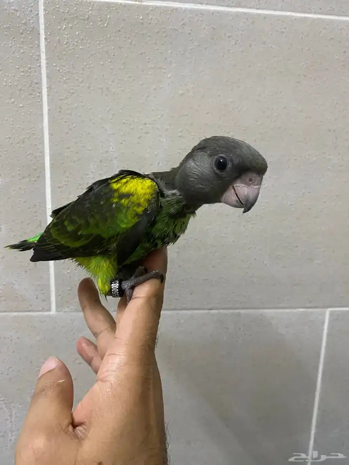 لعشاق النوادر فروخ ببغاء ماير 2