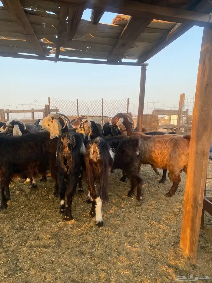 للبيع معزا عوارض مضاريع ودفيع بالفحل 19