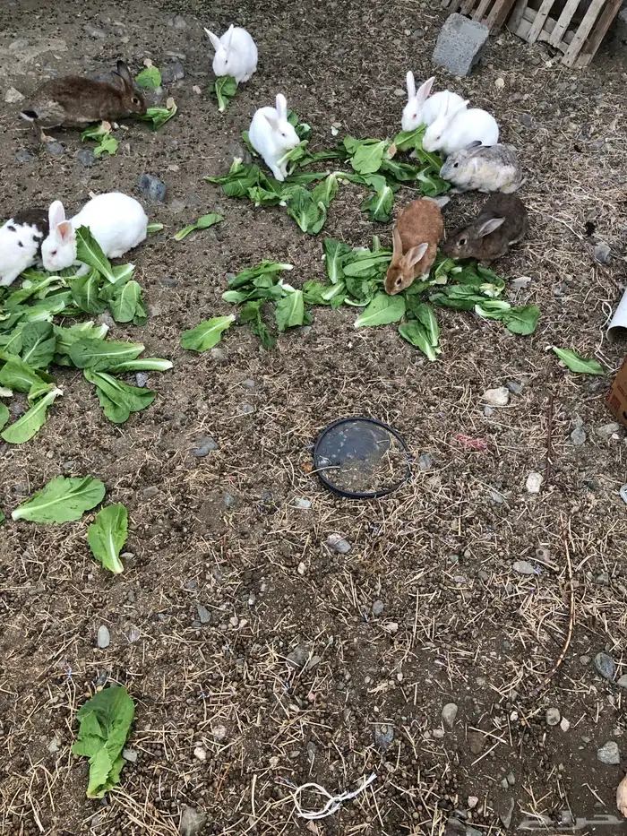 ارانب هجين شنشيلا بابيون 1