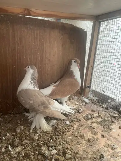 للبيع زوج حمام شيرازي index